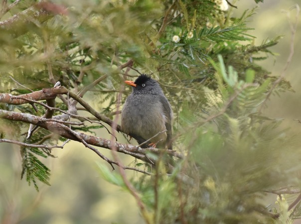 Merle péi - Hypsipetes borbonicus - PYCNONOTIDAE - Endémique Réunion