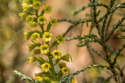 orchidée Benthamia latifolia