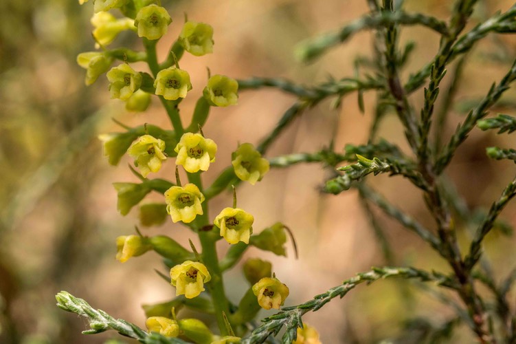 orchidée Benthamia latifolia