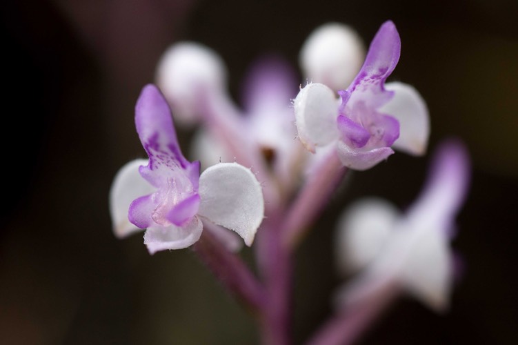 orchidée Cynorkis ridleyi_2