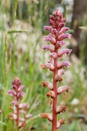 Orobanche minor
