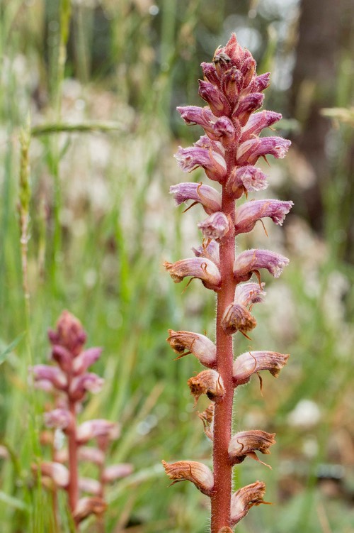 Orobanche minor