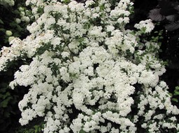 Spiraea sp