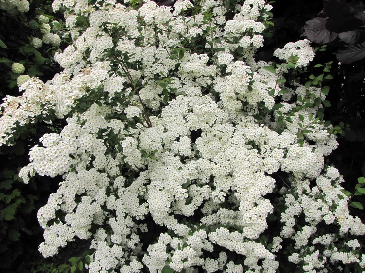 Spiraea sp