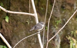 Tec-Tec - Sexicola tectes - MUSCICAPIDAE -Endémique réunion
