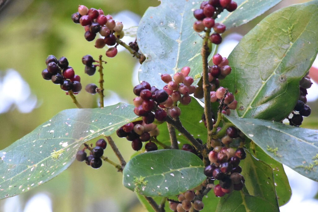 Antidesma_madagascariense-Bois_de_cabri_blanc-PHYLLANTACEAE-Indigene_Reunion-MB4_0423.jpg