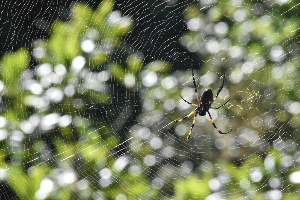 Nephila_inaurata-Bibe-NEPHILIDAE-Endemique_Mascareignes-MB4_0418.jpg