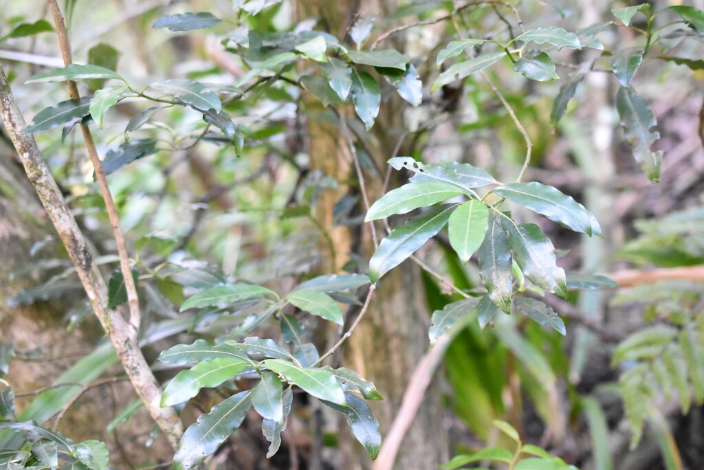 Psychotria_borbonica-Bois_cassant-RUBIACEAE-Endemique_Reunion_Maurice-MB4_0432.jpg