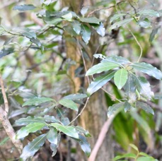 Psychotria_borbonica-Bois_cassant-RUBIACEAE-Endemique_Reunion_Maurice-MB4_0432.jpg