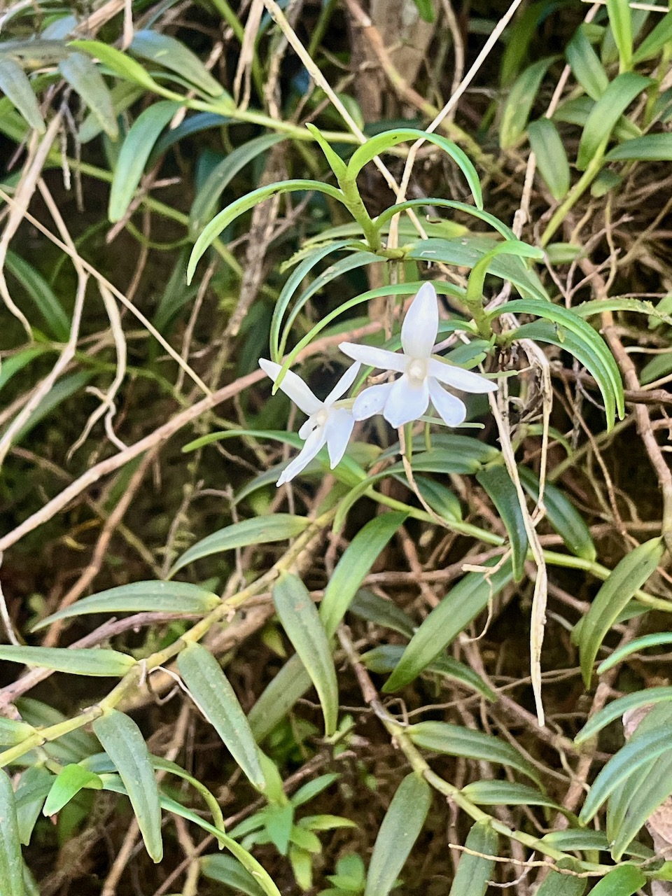 1. Angraecum ramosum Orchidaceae Ende ́mique La Réunion, Maurice.jpeg