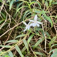 1. Angraecum ramosum Orchidaceae Ende ́mique La Réunion, Maurice.jpeg