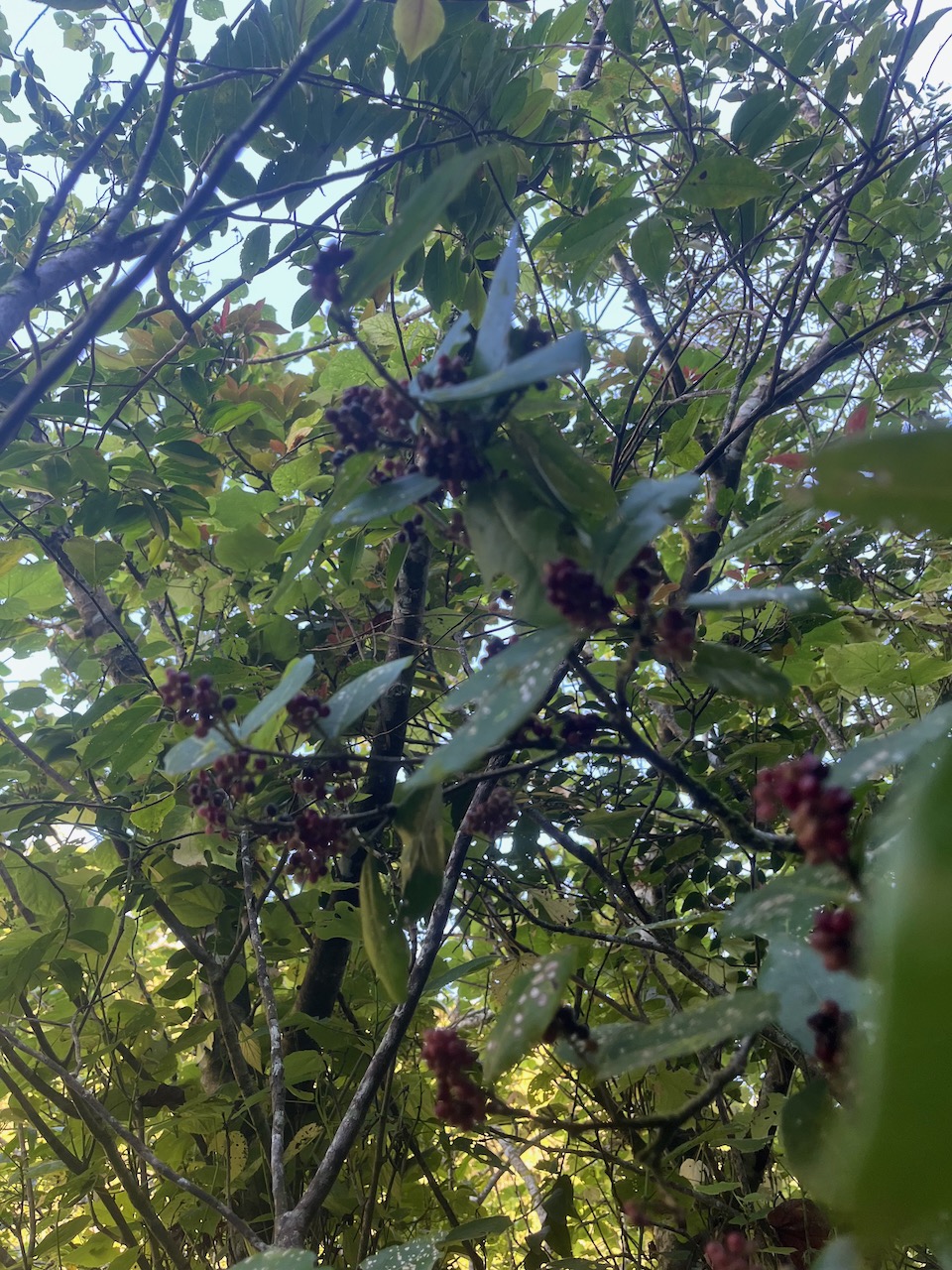 2. Fruits Antidesma madagascariense - Bois de cabri (blanc) - Euphorbiaceae -    Madagascar. Comores. La Réunion. Maurice.jpeg