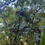 2. Fruits Antidesma madagascariense - Bois de cabri (blanc) - Euphorbiaceae -    Madagascar. Comores. La Réunion. Maurice.jpeg