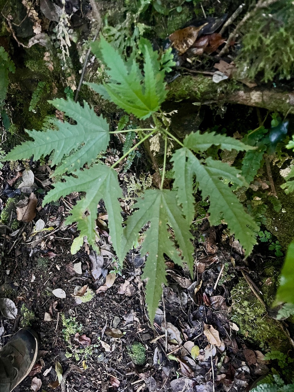 3. Ficus lateriflora  - Ficus Blanc  - MORACEAE - Endémique de la Réunion et de Maurice.jpeg