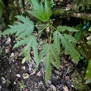 3. Ficus lateriflora  - Ficus Blanc  - MORACEAE - Endémique de la Réunion et de Maurice.jpeg
