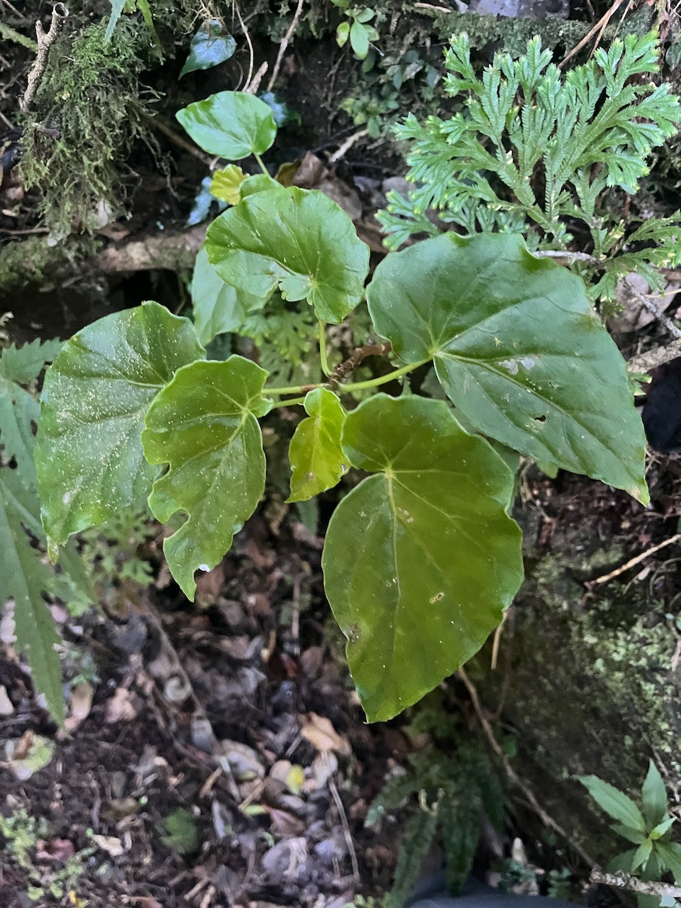 4. Begonia salaziensis - oseille marron, begonia sauvage - Begoniaceae-endémique RU M.jpeg