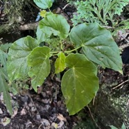 4. Begonia salaziensis - oseille marron, begonia sauvage - Begoniaceae-endémique RU M.jpeg