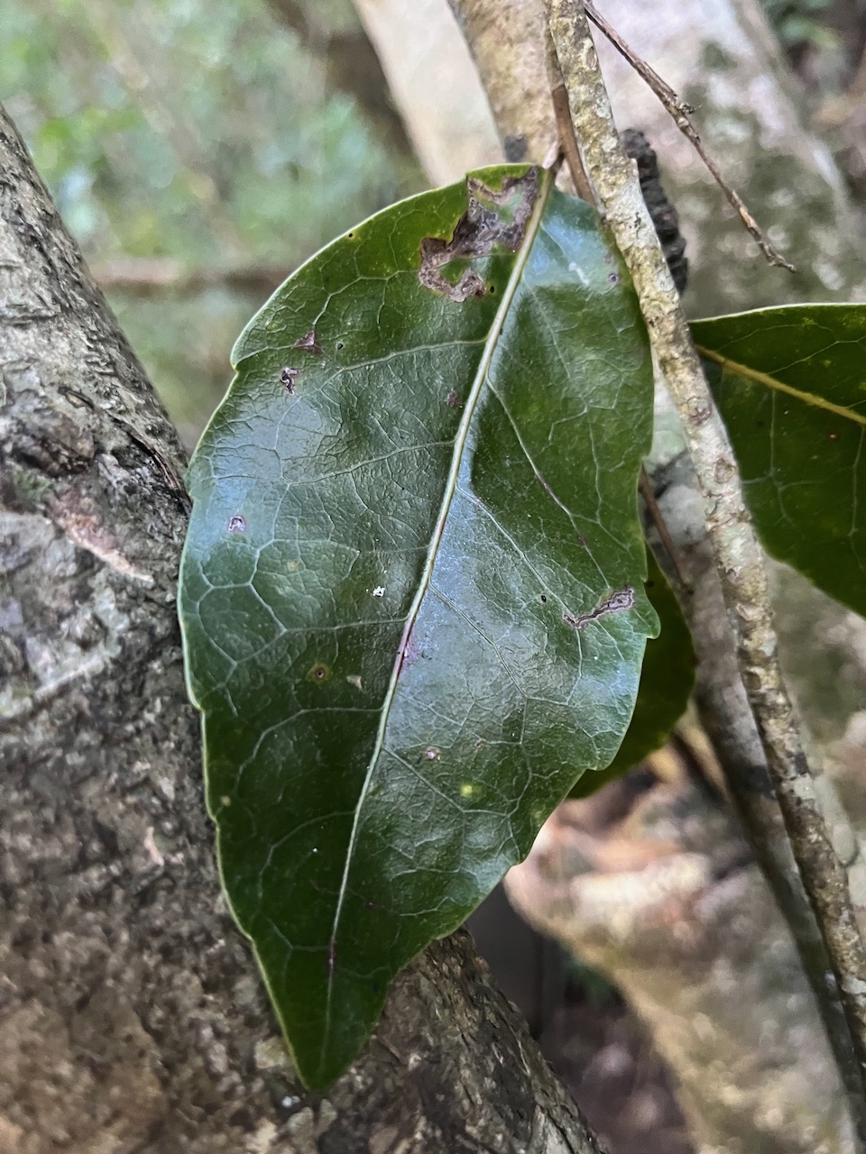 6. Feuille d' Homalium paniculatum - Corce blanc - Salicacée.jpeg