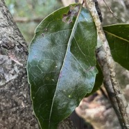 6. Feuille d' Homalium paniculatum - Corce blanc - Salicacée.jpeg