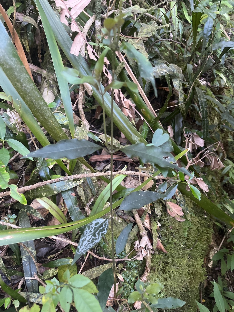 7. Trichosandra borbonica ? Liane de lait Apocynaceae Endémique La Réunion.jpeg