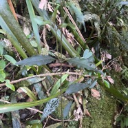 7. Trichosandra borbonica ? Liane de lait Apocynaceae Endémique La Réunion.jpeg