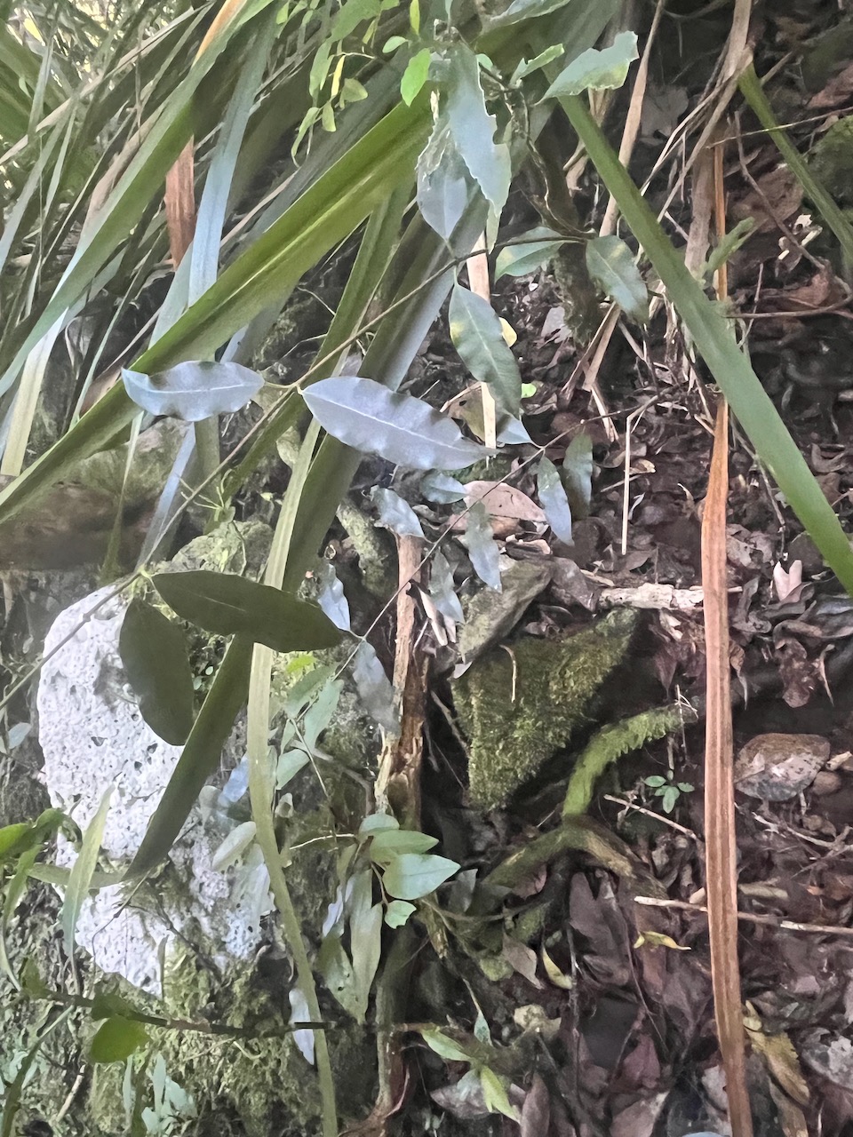 9. Trichosandra borbonica ? Liane de lait A pocynaceae Endémique La Réunion.jpeg