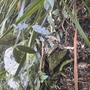 9. Trichosandra borbonica ? Liane de lait A pocynaceae Endémique La Réunion.jpeg