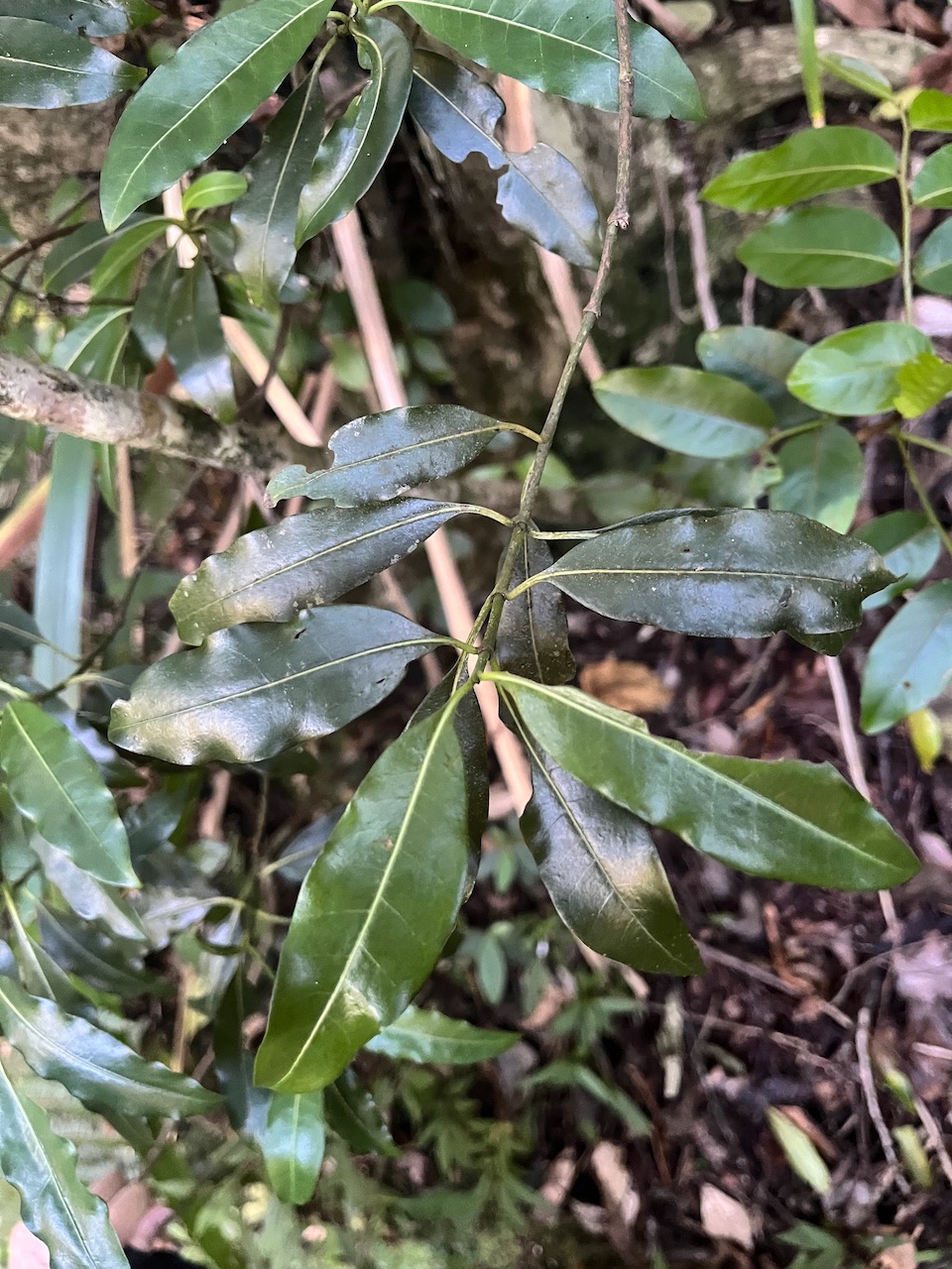 10. Psychotria borbonica,Bois cassant,Rubiaceae, End&eacute;mique La R&eacute;union,Maurice.jpeg