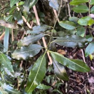 10. Psychotria borbonica,Bois cassant,Rubiaceae, End&eacute;mique La R&eacute;union,Maurice.jpeg