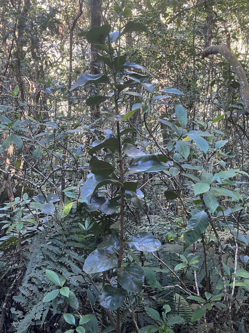 11. Tambourissa elliptica,Bois de bombarde,Monimiaceae, End&eacute;mique La R&eacute;union