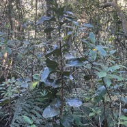 11. Tambourissa elliptica,Bois de bombarde,Monimiaceae, End&eacute;mique La R&eacute;union