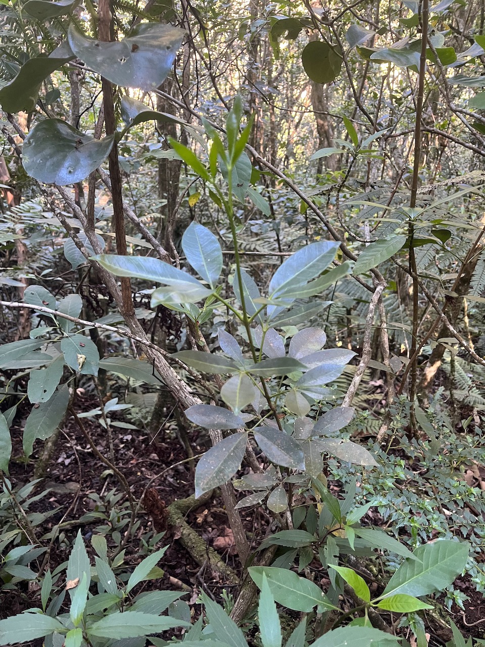 12. Vepris lanceolata - Patte poule Saint-Leu - Rutaceae ??? Melicope obtusifolia  - Catafaille patte poule ou Grand Catafaille - Rutacée - Endémique Réunion Maurice. ???.jpeg