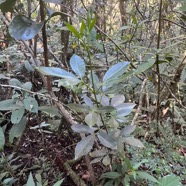 12. Vepris lanceolata - Patte poule Saint-Leu - Rutaceae ??? Melicope obtusifolia  - Catafaille patte poule ou Grand Catafaille - Rutacée - Endémique Réunion Maurice. ???.jpeg
