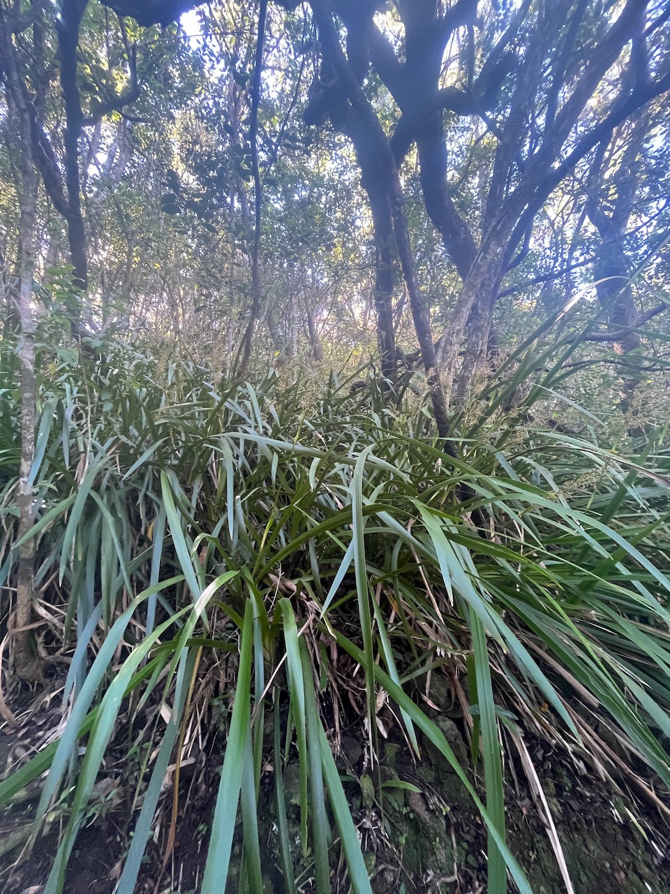 13. Machaerina iridifolia - Paille sabre - Cypéracée - I.jpeg