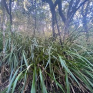 13. Machaerina iridifolia - Paille sabre - Cypéracée - I.jpeg