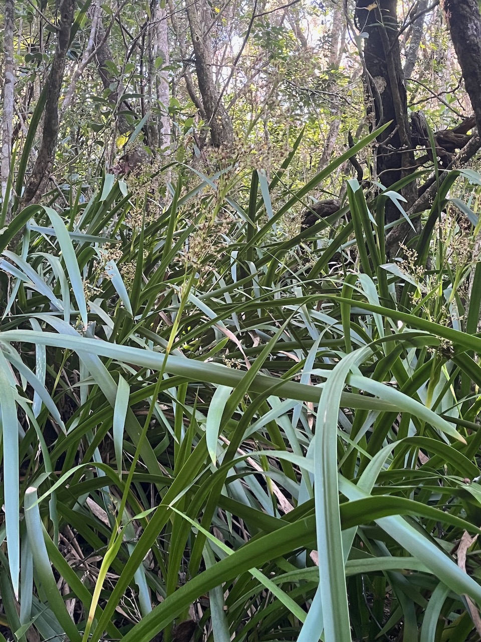 14. Machaerina iridifolia - Paille sabre - Cypéracée - I.jpeg