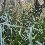 14. Machaerina iridifolia - Paille sabre - Cypéracée - I.jpeg