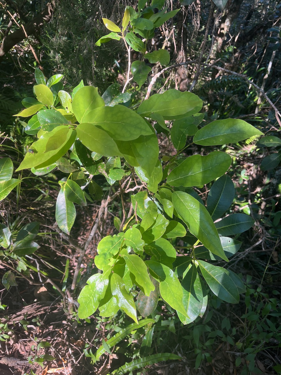 15. Antidesma madagascariense - Bois de cabri (blanc) - Euphorbiaceae -    Madagascar. Comores. La Réunion. Maurice.jpeg