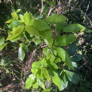 15. Antidesma madagascariense - Bois de cabri (blanc) - Euphorbiaceae -    Madagascar. Comores. La Réunion. Maurice.jpeg