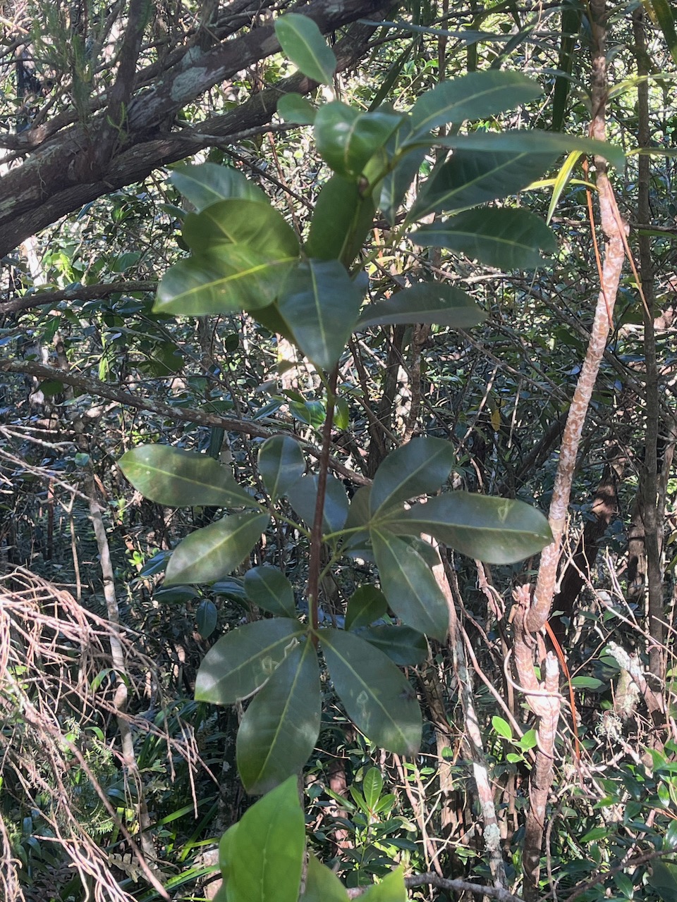 16. Melicope obtusifolia  - Catafaille patte poule ou Grand Catafaille - Rutacée - Endémique Réunion Maurice.jpeg