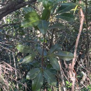 16. Melicope obtusifolia  - Catafaille patte poule ou Grand Catafaille - Rutacée - Endémique Réunion Maurice.jpeg
