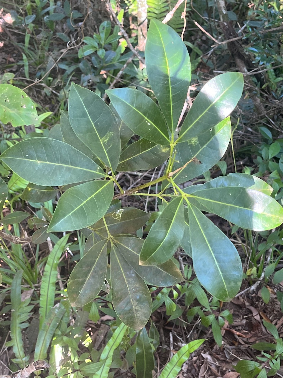 17. Melicope obtusifolia  - Catafaille patte poule ou Grand Catafaille - Rutacée - Endémique Réunion Maurice.jpeg