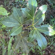 17. Melicope obtusifolia  - Catafaille patte poule ou Grand Catafaille - Rutacée - Endémique Réunion Maurice.jpeg
