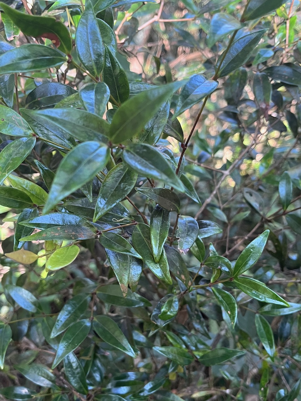 18. ??? Memecylon confusum - Bois de balai  ou bois de cerise marron - Memecylacée - E.jpeg