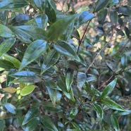 18. ??? Memecylon confusum - Bois de balai  ou bois de cerise marron - Memecylacée - E.jpeg