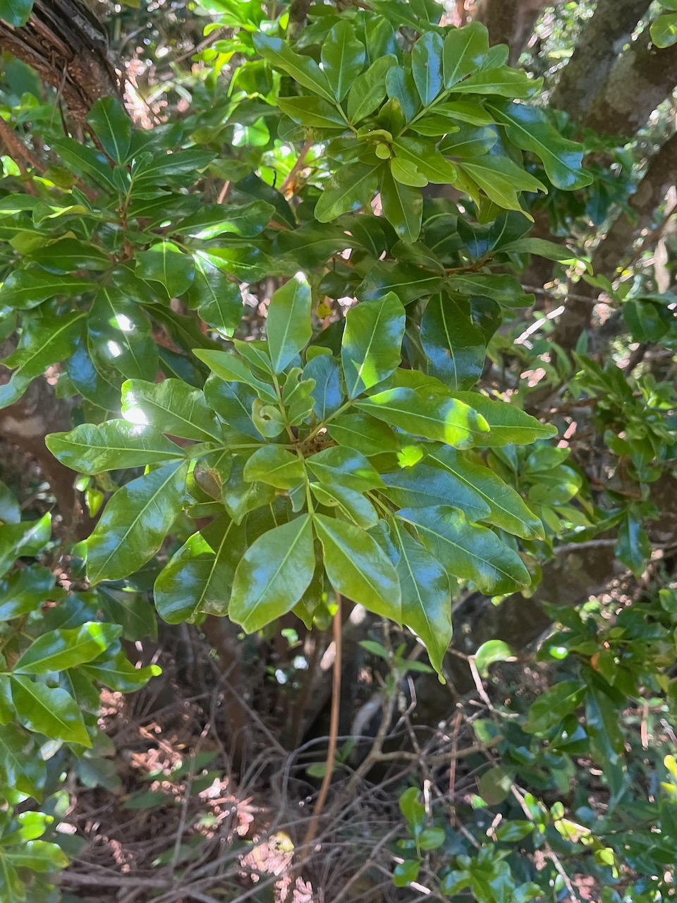 19. Doratoxylon apetalum - Bois de gaulette des hauts - Sapindacée - BM.jpeg
