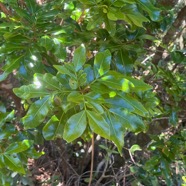 19. Doratoxylon apetalum - Bois de gaulette des hauts - Sapindacée - BM.jpeg
