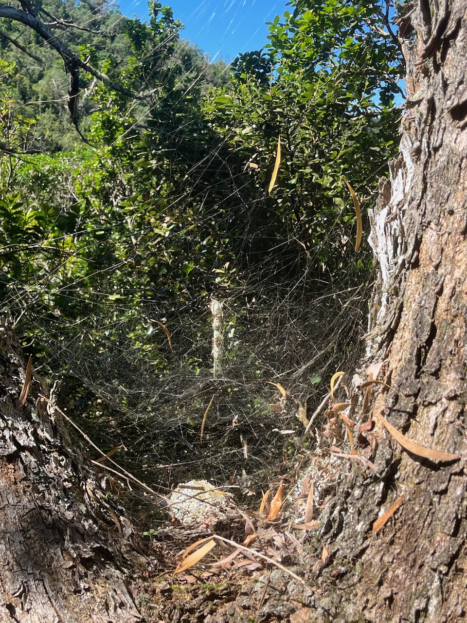 20. Toile de phora citricola Araignée architecte Araneidae.jpeg