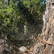 20. Toile de phora citricola Araignée architecte Araneidae.jpeg