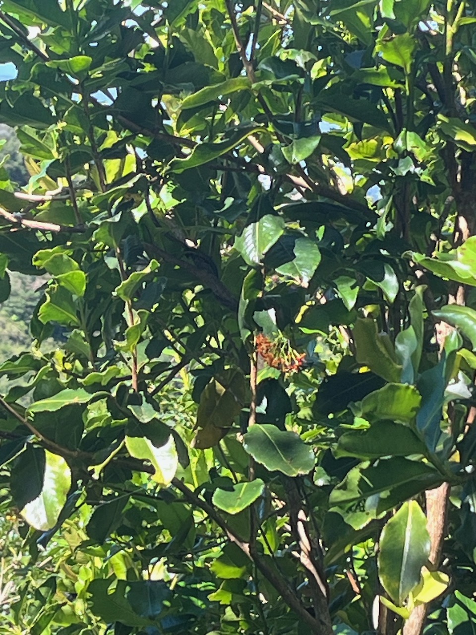 21. Fleurs de Danais fragrans ,Lingue noir,Liane jaune,Rubiaceae,Indig&egrave;ne La R&eacute;union